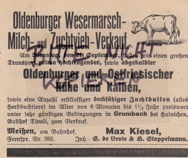 MEIßEN, Werbung 1915, Max Kiesel Oldenburger Wesermarsch-Milch-Zuchtvieh-Verkauf