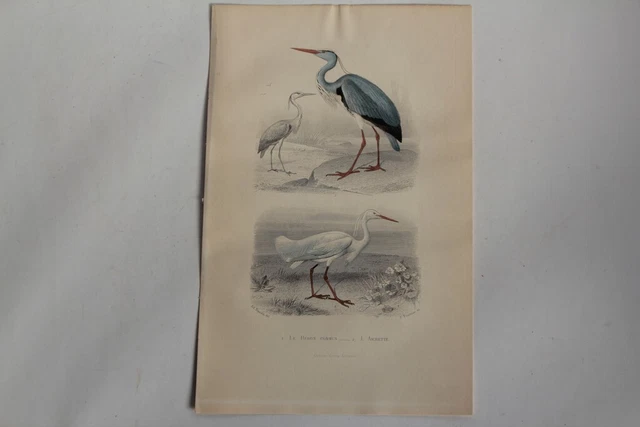 1800 - BUFFON - La guenon à crinière [Singes] - Gravure zoologie EUR 11,00 - FR