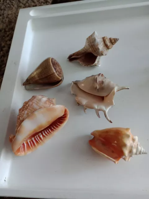 Small  Job lot Of  Sea Shells 10cm Largest Conch And  Various