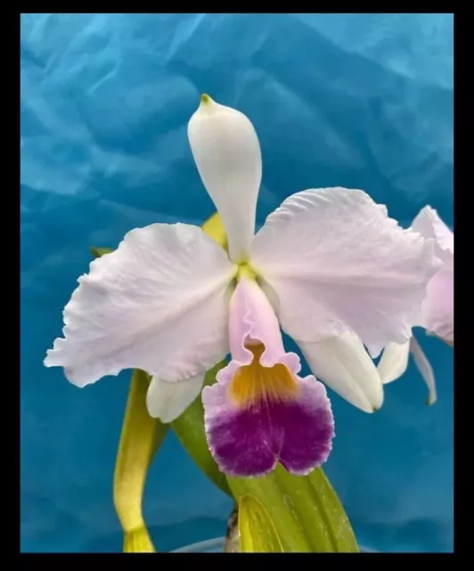 Cattleya trianae coerulea ‘Isabel’ X (Rogerson’s Dark) Fragrant Orchid 4” RePot