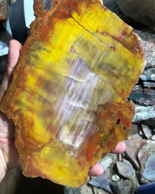 Hanksville Utah  petrified wood LARGE **hxtled slab.