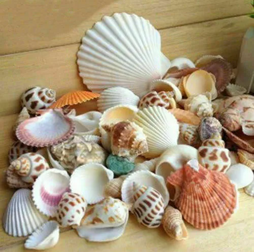 Natural Sea Shells Beach Wedding Display Craft Aquarium Decor Nautical Mixed