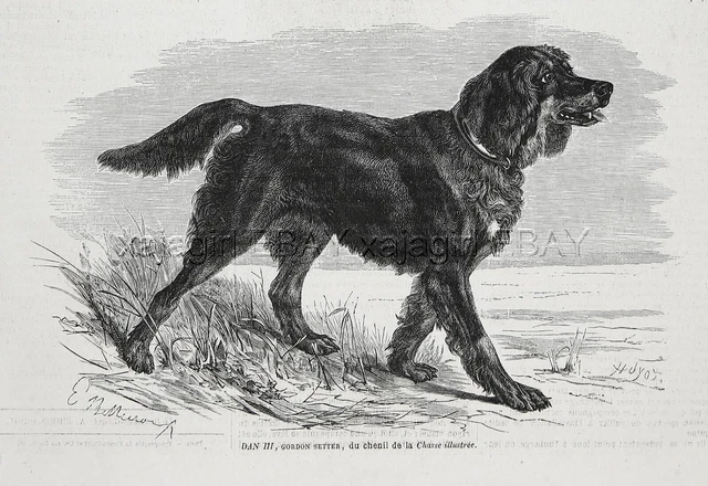 Dog Gordon Setter (Named) Hunting Dog, 1870s Antique Engraving Print & Article