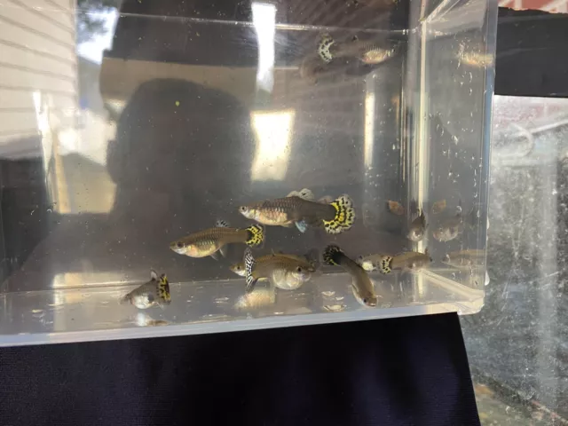 3 Fancy Female Guppy Live Bearers Freshwater Aquarium Fish