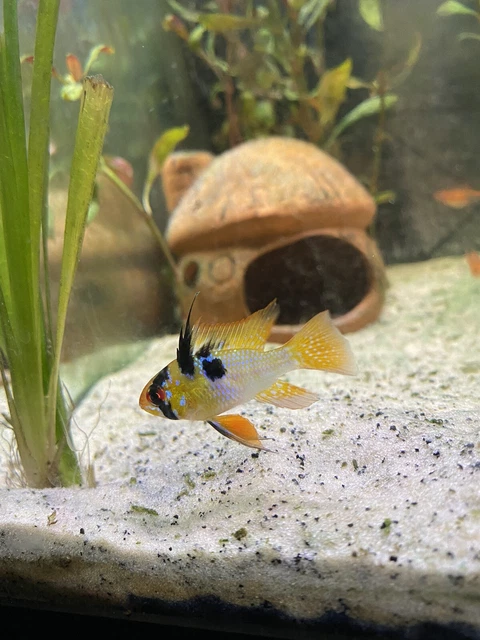 German Blue Ram Breeding Pair 1M/1F