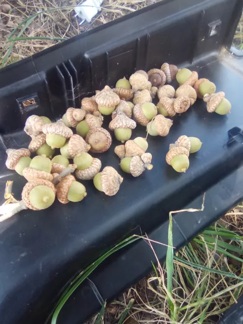 29 Blackjack Oak Acorns For Crafting
