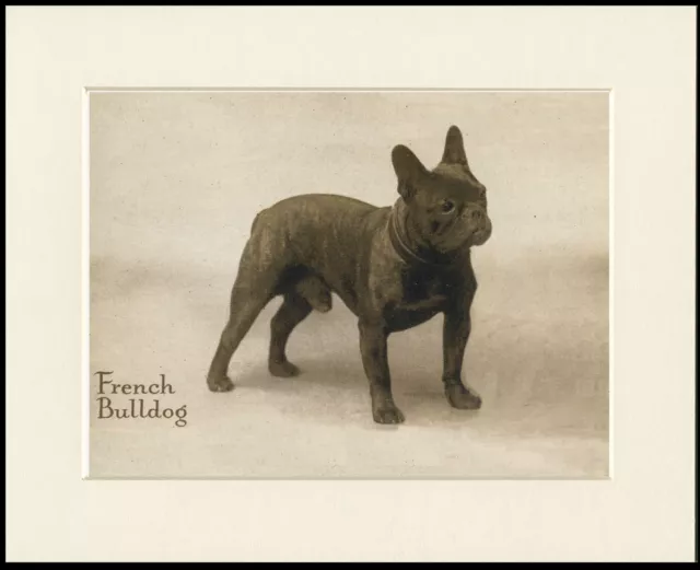 French Bulldog Standing Dog Great Image  Vintage Style Print Ready Mounted