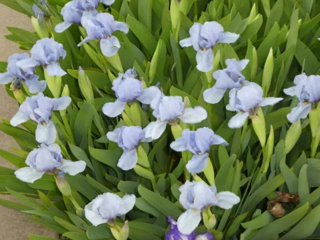 5-7 Fächer Zwergiris Schwertlilie Iris barbata nana, himmelblau, Höhe ca. 20 cm