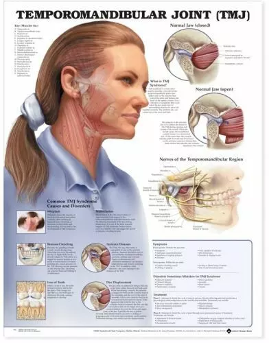 Temporomandibular Joint (TMJ) Anatomical Chart (Paper)