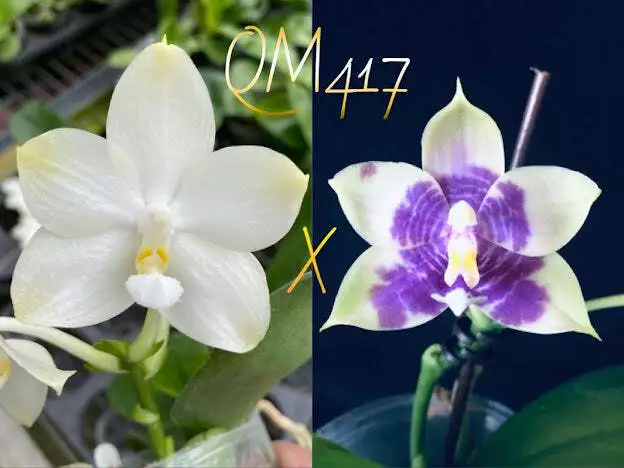 QM417: Phal. (Yaphon Image x Yungho Geblitz) green x Mituo Purple Dragon #6