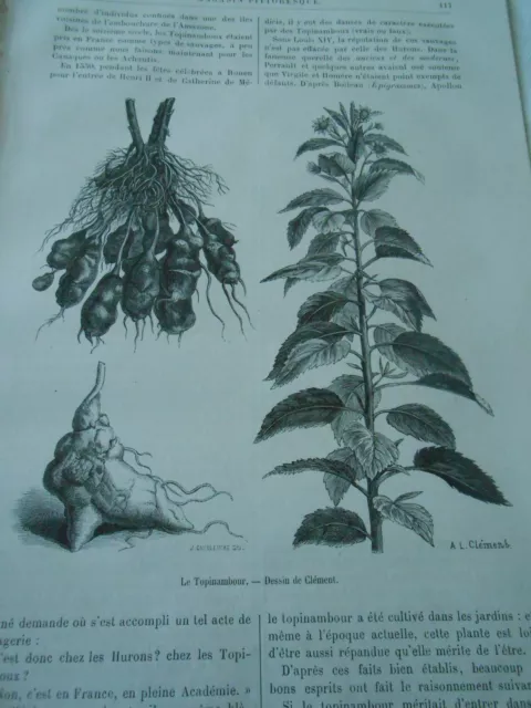 Plantes Alimentaires Le Topinambour Gravure Antique Print 1888