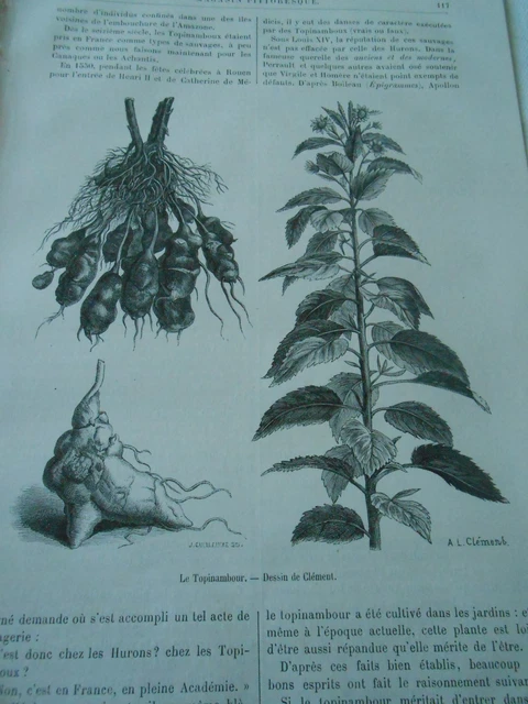 Plantes Alimentaires Le Topinambour Gravure Antique Print 1888