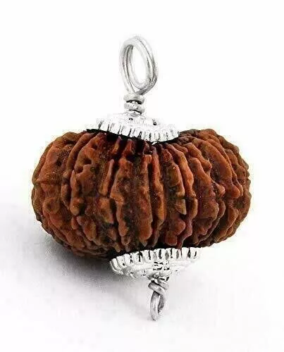 Certified A++ 21 Mukhi Rudraksha: Exquisite and Rare Hindu Sacred Bead