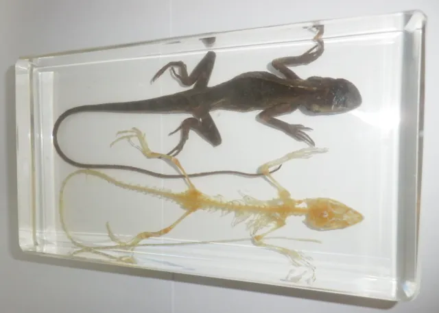 Oriental Garden Lizard And Skeleton Set Clear Resin Education Specimen T344