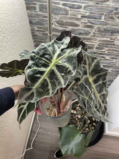 Alocasia Sanderiana Polly Rhizomen