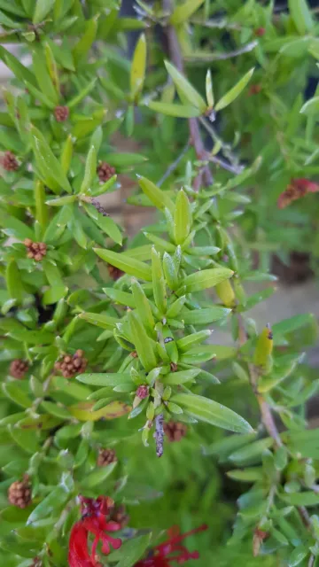Grevillea juniperina / Grévillée à feuilles de genévrier / Conteneur de 3 à 4...