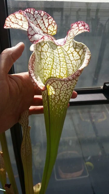Planta Carnivora Sarracenia Leucophylla - Envío Gratis | Cuotas Sin Interés - Foto 5
