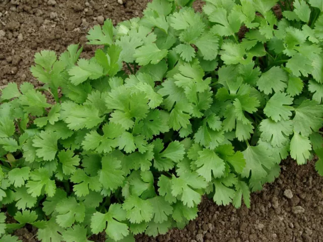 400 Graines de Coriandre Coriandrum Sativum var Slow Bolt, Cilantro Herb seeds