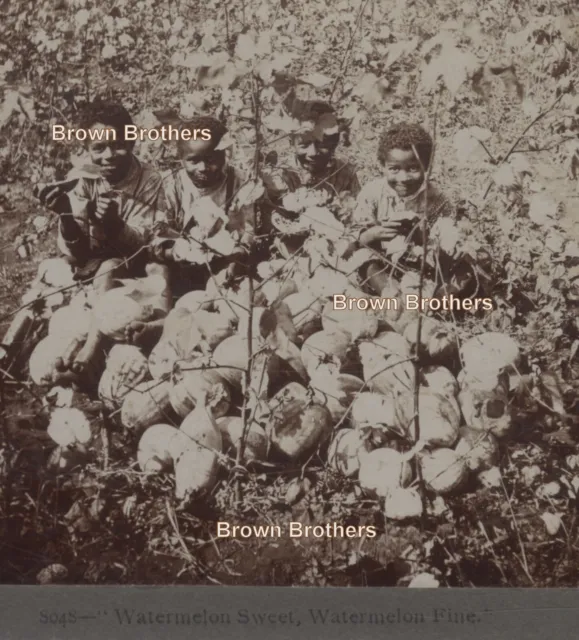 1900s African American Children Eating Watermelon in Cotton Field Stereoview