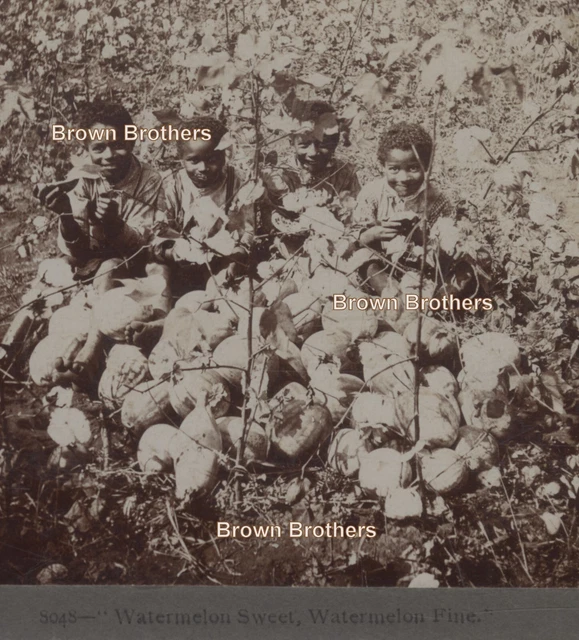 1900s African American Children Eating Watermelon in Cotton Field Stereoview 1900s African American Children Eating Watermelon in Cotton Field Stereoview