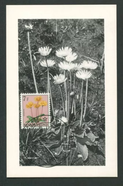 RUANDA-URUNDI MK 1958 FLORA GERBERA MAXIMUMKARTE CARTE MAXIMUM CARD MC CM d7841