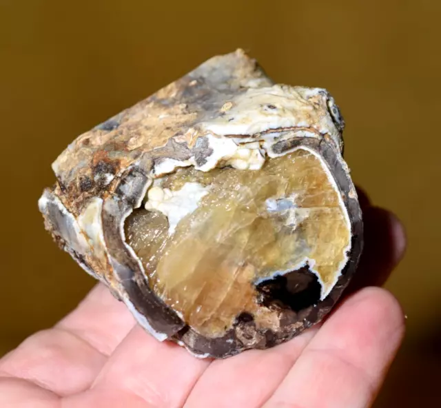 Blue Forest 2 Faces Polished Calcite Agatized Petrified Eocene Wood Limb Wyoming