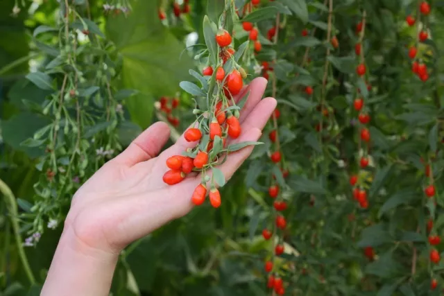 SAMEN Garten Pflanzen Samen winterharte Zierpflanze Saatgut Staude GOJIBEERE