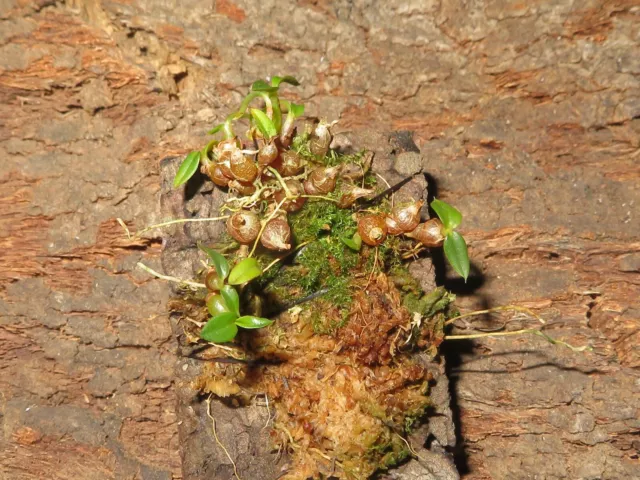 Miniorchidee Dendrobium parvulum , Rarität!! Orchideen Naturform aufgebunden!!!!