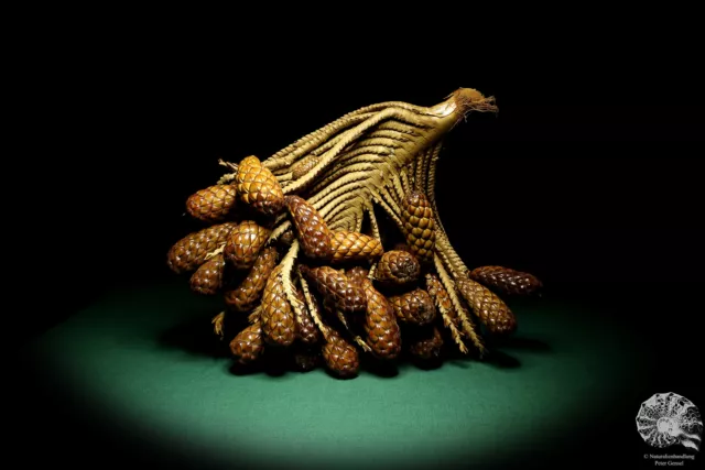 Raphia farinifera tropical centroáfrica palmera reciente frutos secos especie