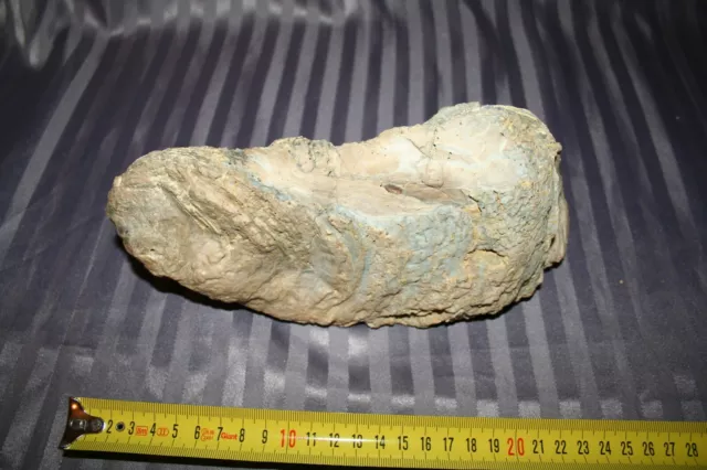 Fossile Huitre 25 cm - 1730 gr - fossil oyster shell 2
