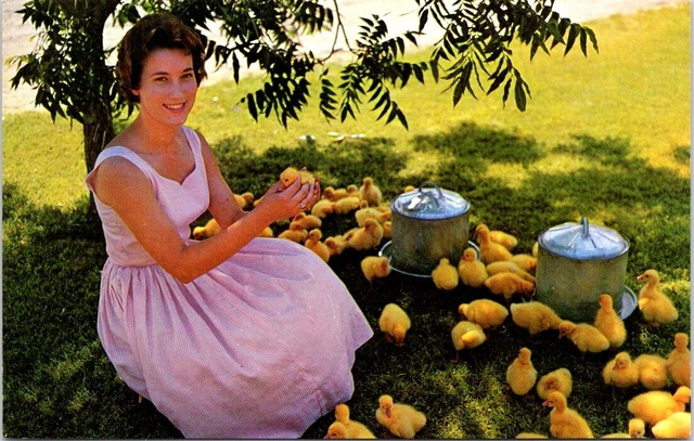 Del Cerro PECANS, Stahmann Farms, Las Cruces, NM, Food ADVERTISING Postcard