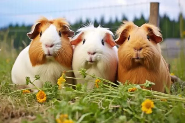 Meerschweinchen-Trio sitzt auf frischem Heu, erstellt mit generativer KI (217952