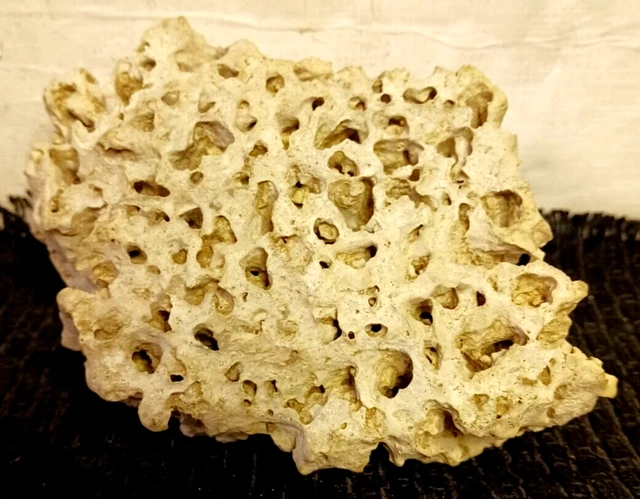 Natural Brain Coral Fossil 469 Grams Display Ready Specimen Morrison Formation Natural Brain Coral Fossil 469 Grams Display Ready Specimen Morrison Formation