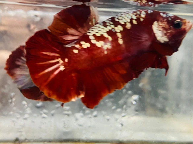 Live Betta Fish HMPK Red Gold Galaxy Male  (CODE : Y 01)