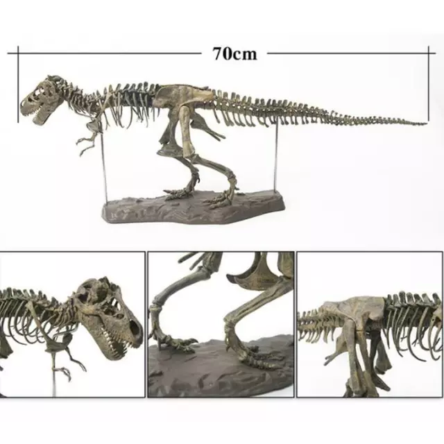 Dinosaur Skeleton Fossils Bones Puzzle Kids Toy Collection Animal 4D Model Decor 2