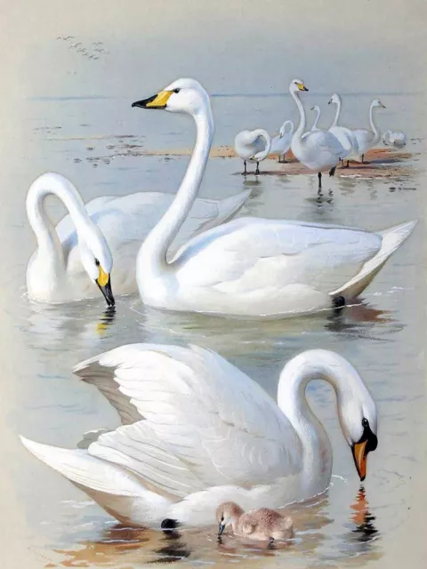 White Swans Tile Mural Kitchen Bathroom Wall Backsplash Ceramic 6x8