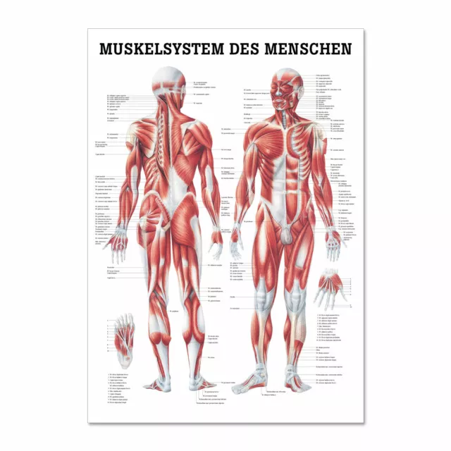 Lehrtafel "Muskelsystem des Menschen" Rüdiger Anatomie | 70 x 100 cm 3