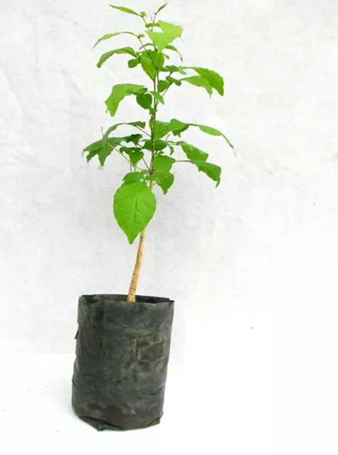 Bel Patra, Bilva Plant Live Plant Length 10 -15 inch for Planting Grafted Plant
