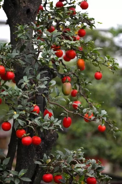 10 Graines Diospyros Cathayensis,  Cathay Persimmon tree seeds