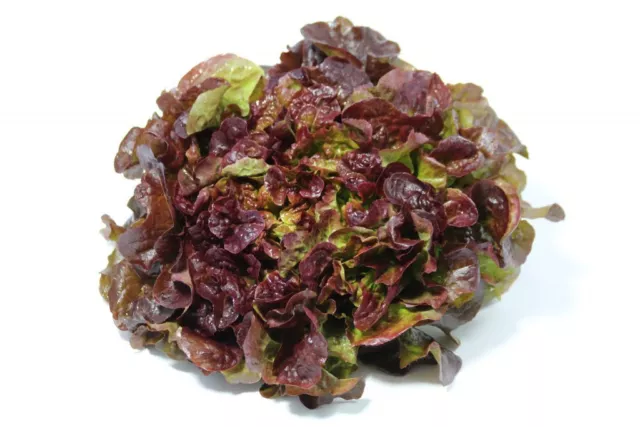 250 Graines de Laitue Batavia Rouge Grenobloise Méthode BIO salade potager