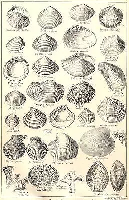 BRITISH FOSSILS: Pliocene, Norwich, Red, Coralline Crag. Molluscs. STANFORD;1880