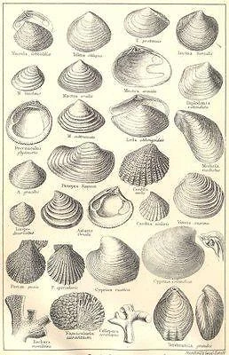 BRITISH FOSSILS: Pliocene, Norwich, Red, Coralline Crag. Molluscs. STANFORD;1880
