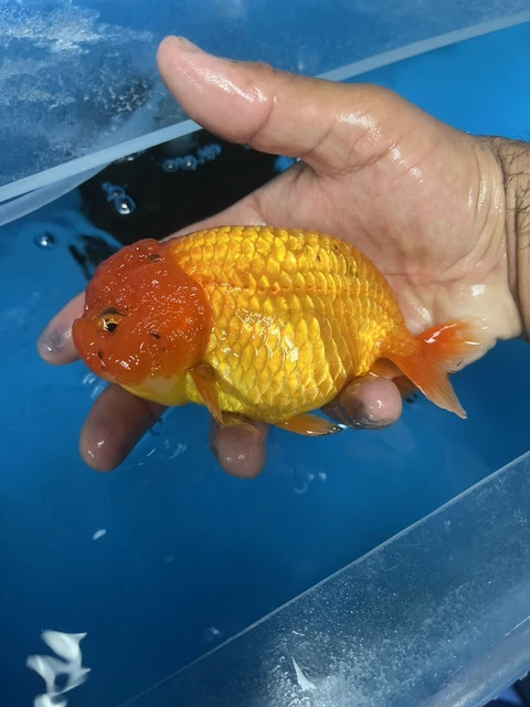 Fancy Goldfish Ranchu Live Fish 5”+