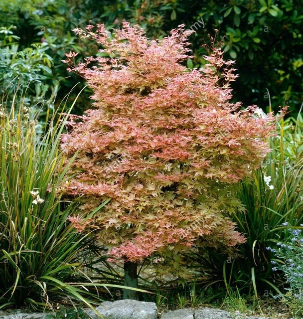 Acero Rosso Giapponese Seiryu - Pianta In Vaso ø11 Cm - Vivaio Castelletto - Foto 5