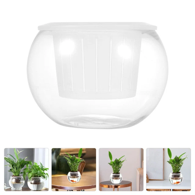 Vase En Verre Pour Faire Germer Un Noyau D'avocat - Culture Hydroponique, Décoration Bureau Ou Maison