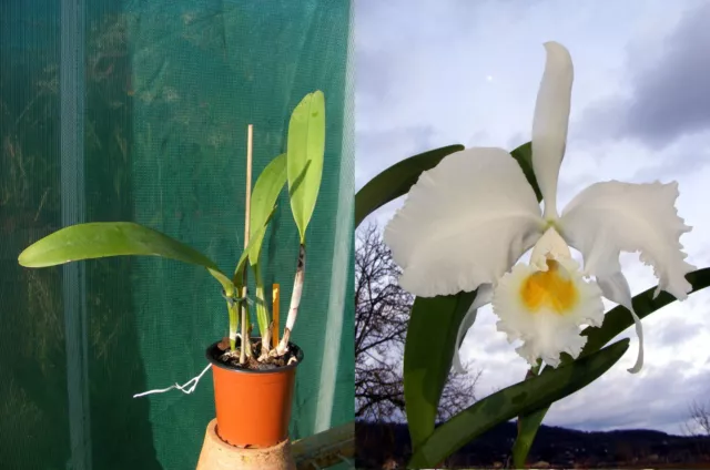 Cattleya trianae alba, Orchidée, Orchid