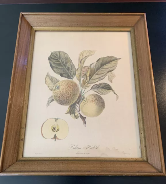 Blanc Michel Apples Stipple Engraving Gabriel After Turpin Vintage Print Framed