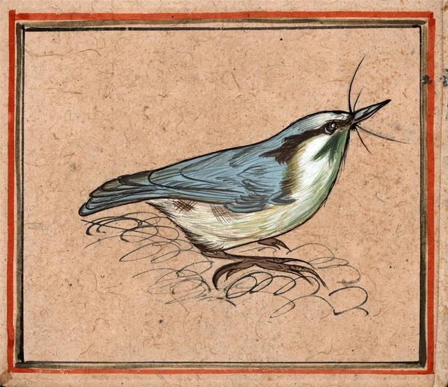 Mughal Indian Bird Study - Miniature Gouache Painting - 19th Century
