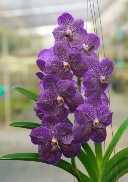 Orchid Orchidee Vanda Wirat x Kasem’s Delight (no.31)