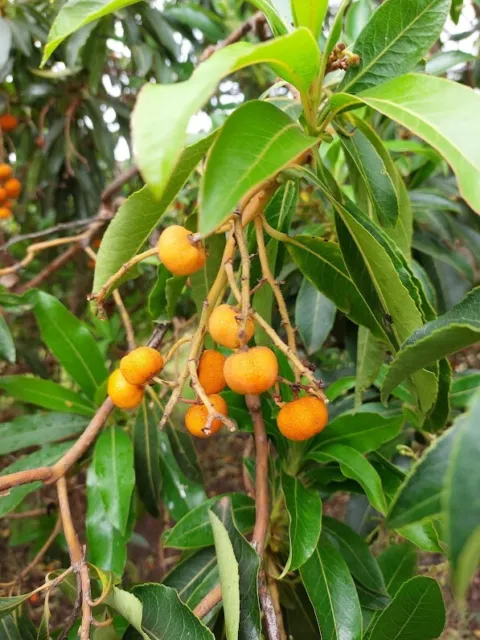 Kanarischer Erdbeerbaum - Strawberry Tree Arbutus canariensis 5+ Samen Gx 103